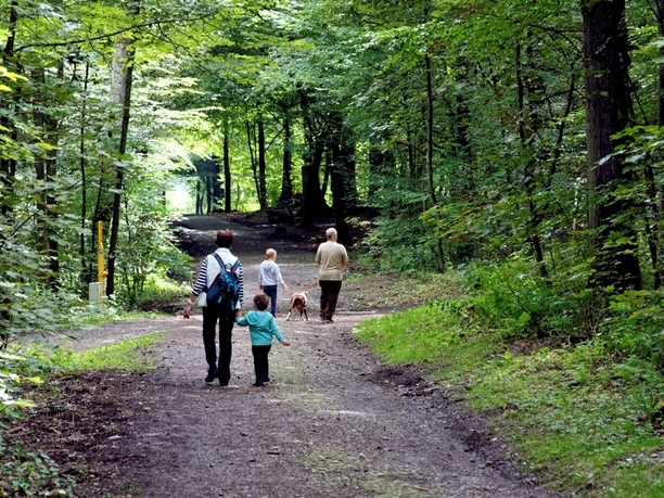 Familienfreundlich, schattig: Wege am Tiergarten