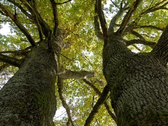 Eiche-Zwillinge am Tiergarten