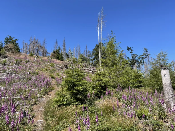 Gipfelkreuz Puderburg