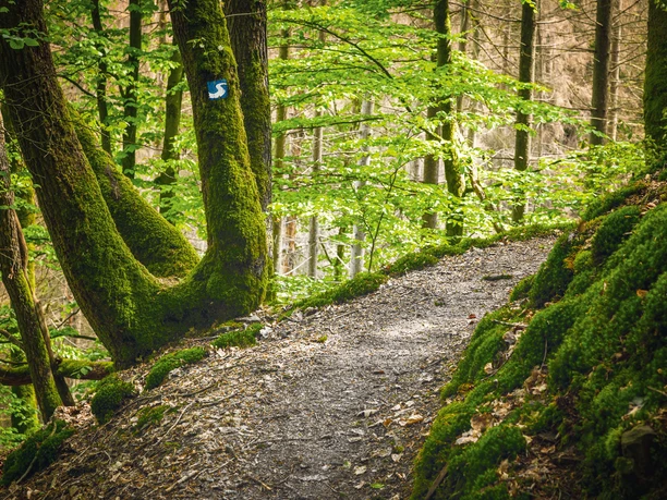 Natursteig Sieg Etappe 11