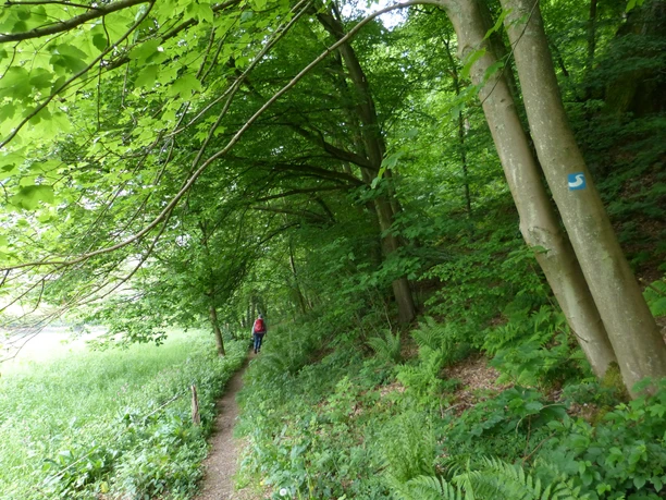 Natursteig Sieg Etappe 11