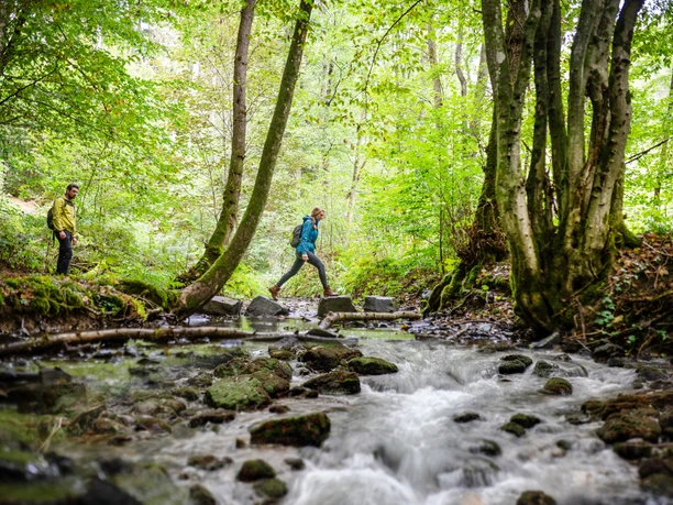 Westertbach Etappe 8 Natursteig Sieg