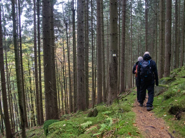 Weg Huzenbacher See