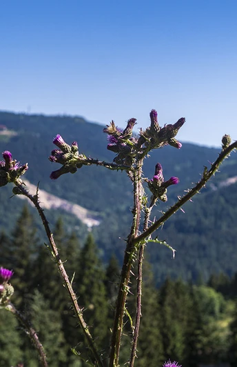 Vogelskopf Wanderweg