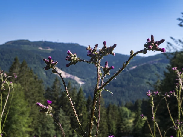 Vogelskopf Wanderweg