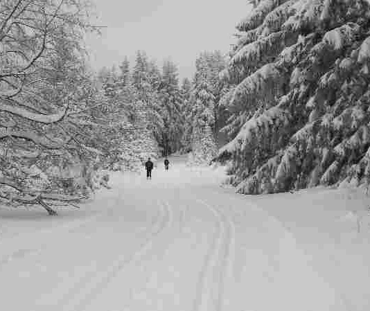 Verbindung Gasthaus-Rose - Loipen Altenau