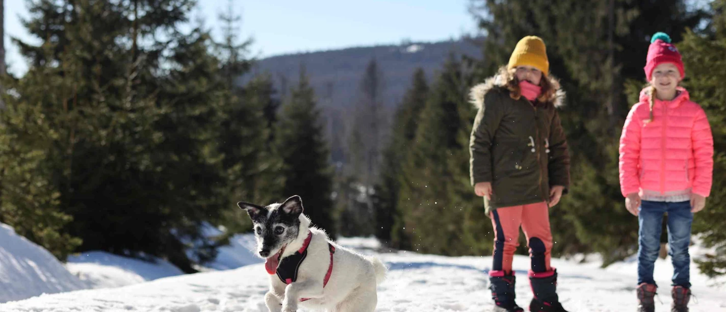 Winter im Oberharz mit Hund