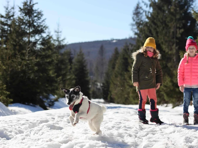 Winter im Oberharz mit Hund