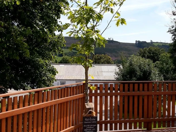 Baum auf Plattform