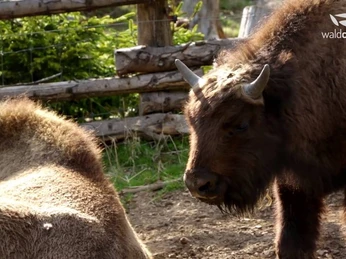 Wisent Wildnis am Rothaarsteig HD