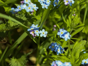 Wittgensteiner Panoramaweg