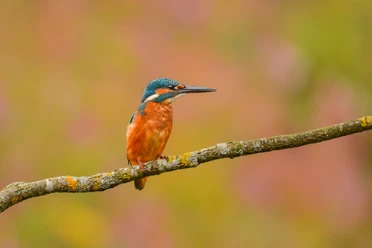 Eisvogel