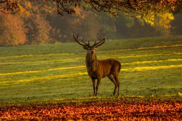 Hirsch während der Brunftzeit