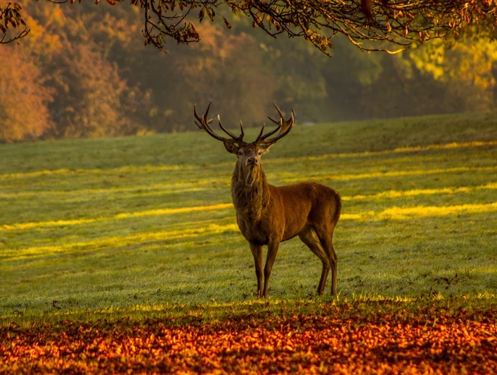 Hirsch während der Brunftzeit