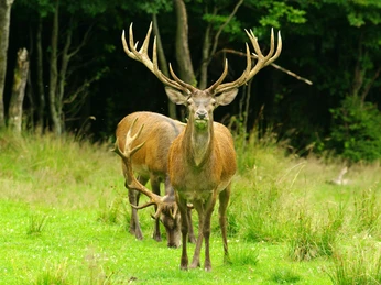 Rothirsch in Wittgenstein