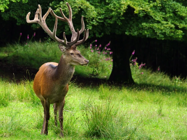 Rothirsch in Wittgenstein 2