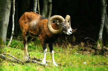 Mufflon in Wittgenstein 22
