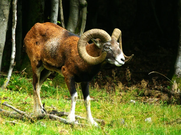 Mufflon in Wittgenstein 22