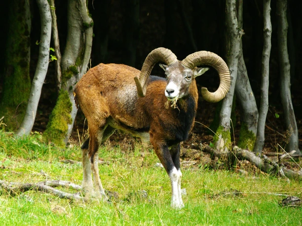 Mufflon in Wittgenstein