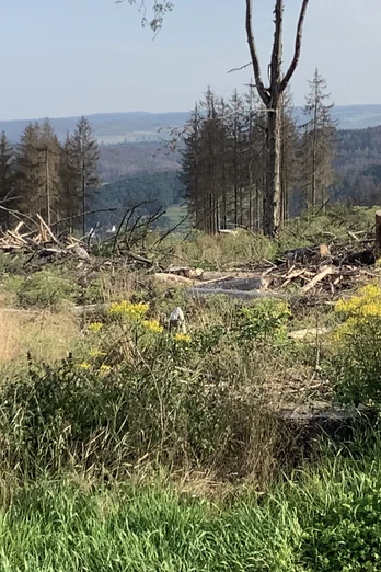 Abgeholzte Fläche