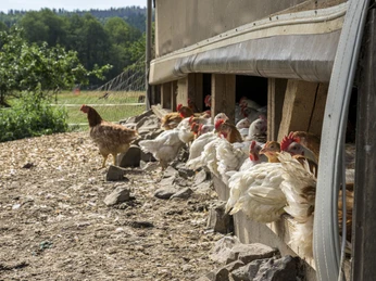 Biohof Kapplermühle, Bad Berleburg-Aue Biohof Kapplermühle