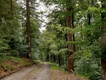 Buchenwald - zwischen Hof Dambach und Sohl /Wunderthausen