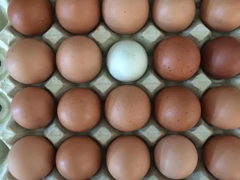 Eigene Eier in verschiedenen Farben