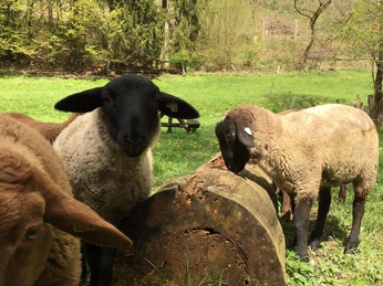Eigene Schafe auf der Weide