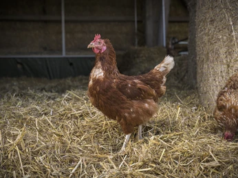 Naturhof Jochen Born, Bad Berleburg-Wingeshausen Naturhof Jochen Born