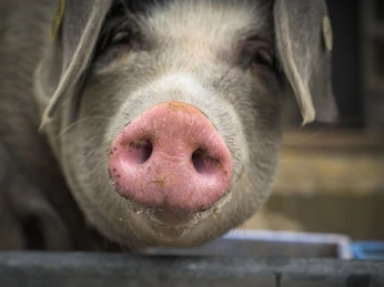 Naturhof Jochen Born, Bad Berleburg-Wingeshausen Naturhof Jochen Born