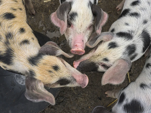 Naturhof Jochen Born, Bad Berleburg-Wingeshausen Naturhof Jochen Born