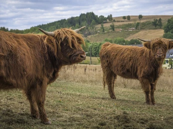 Naturhof Jochen Born, Bad Berleburg-Wingeshausen Naturhof Jochen Born