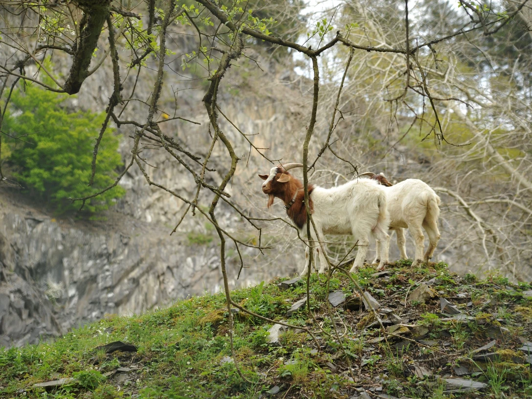 Ziegen in der Hörre
