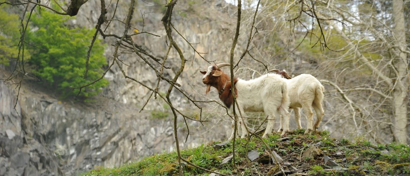 Ziegen in der Hörre
