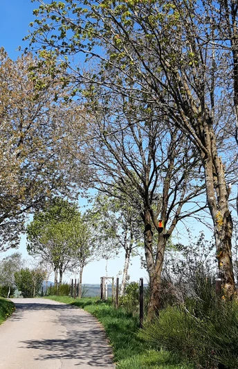 Baumerlebnispfad Hemschlar