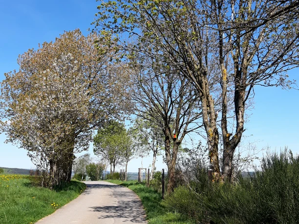 Baumerlebnispfad Hemschlar