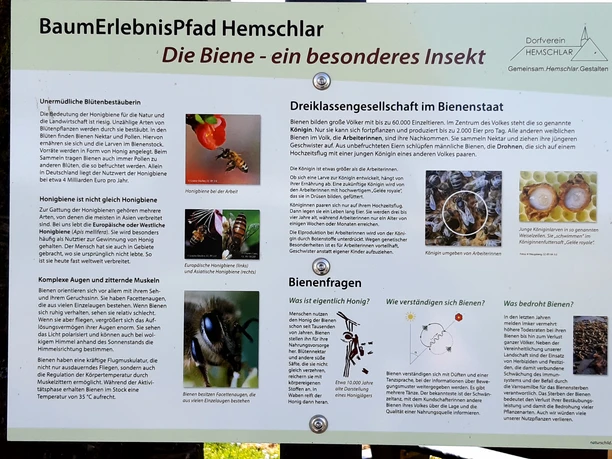 Infotafel Baumerlebnispfad Hemschlar