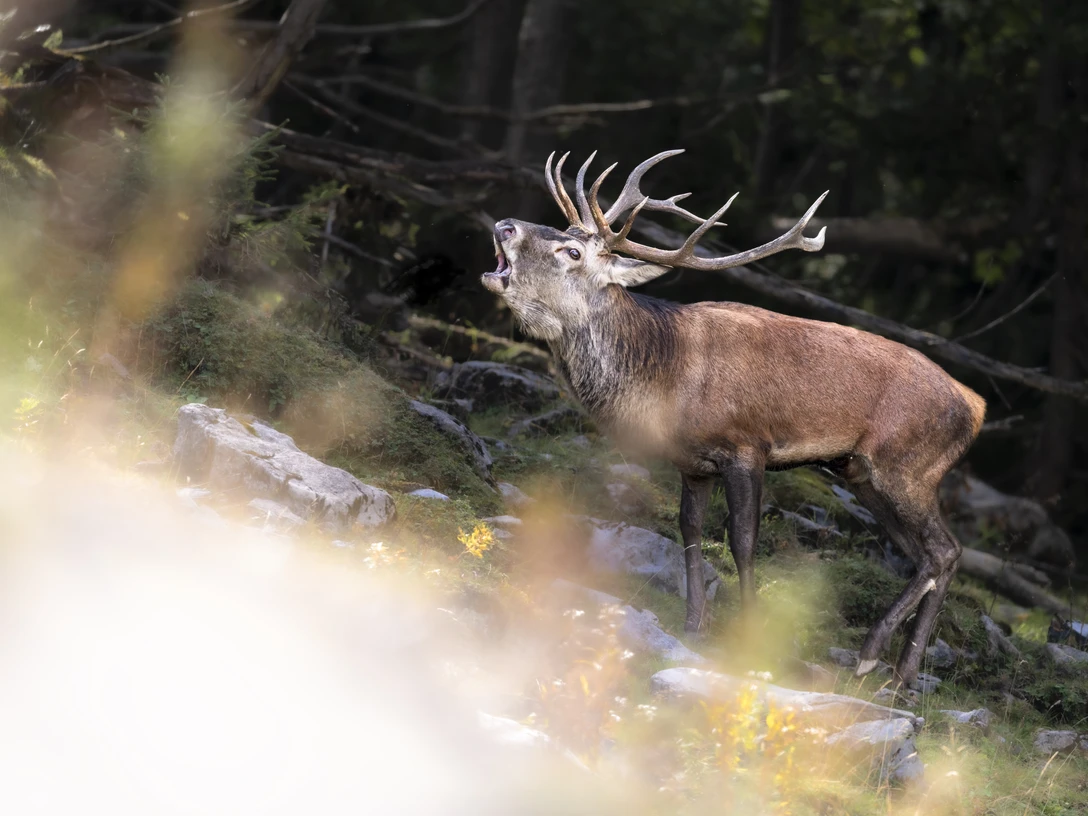 © @ Marco Schaffner, All Rights Reserved