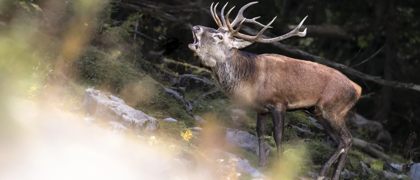 © @ Marco Schaffner, All Rights Reserved