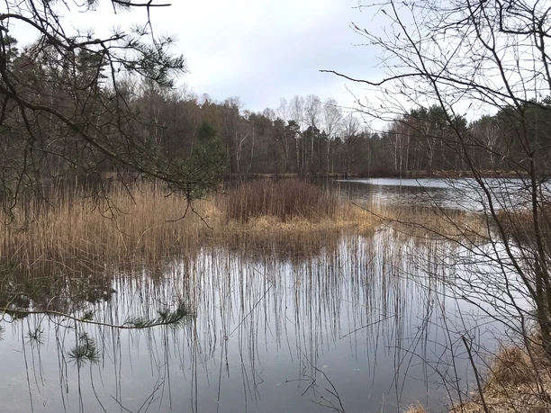 Heidhöfer Teiche im Winter Ruhiger Teich mit Schilf, kahlen Bäumen und spiegelnder Wasseroberfläche an einem bewölkten Tag.