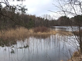 Heidhofer Teiche im Winter Ruhiger Teich mit Schilf, kahlen Bäumen und spiegelnder Wasseroberfläche an einem bewölkten Tag.
