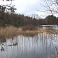 Heidhofer Teiche im Winter Ruhiger Teich mit Schilf, kahlen Bäumen und spiegelnder Wasseroberfläche an einem bewölkten Tag.