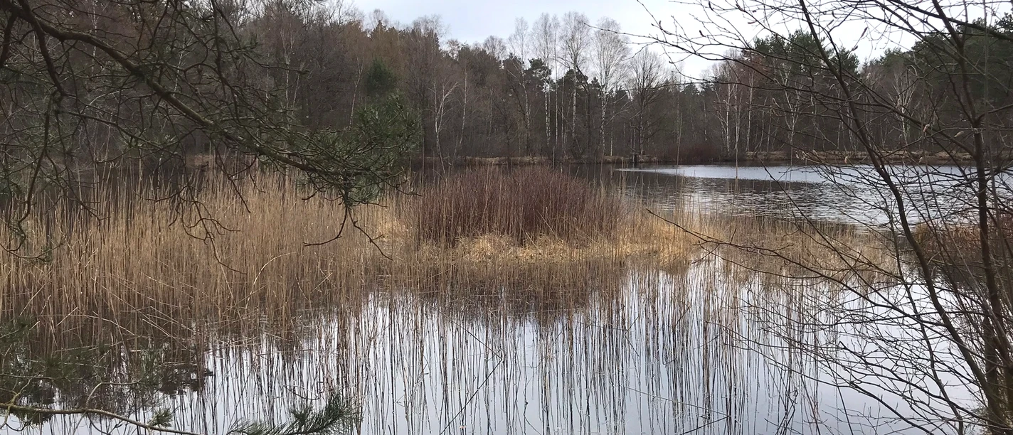 En stille dam med siv, nøgne træer og en spejlblank vandoverflade på en overskyet dag.