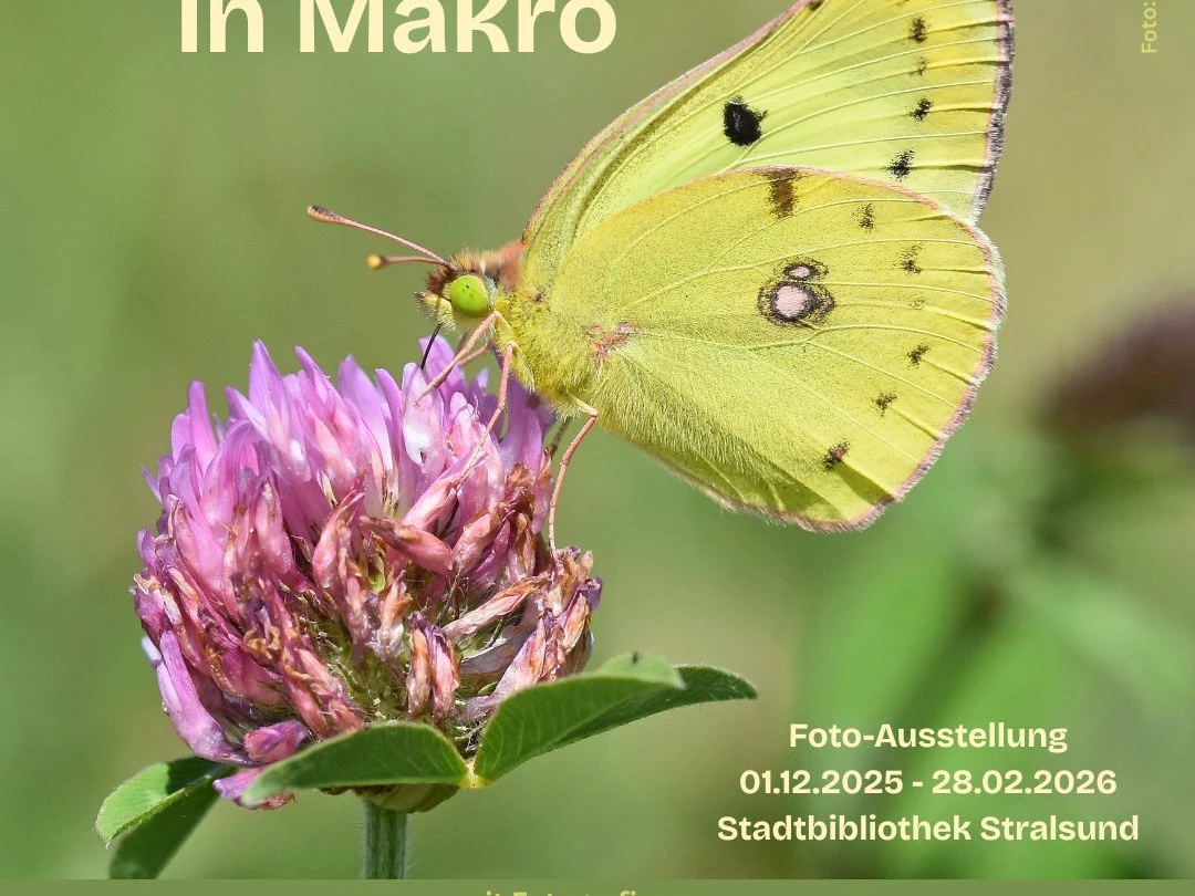 Insektenausstellung Stralsund Instagram