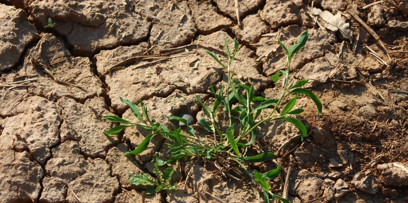 biologische Vielfalt.jpg