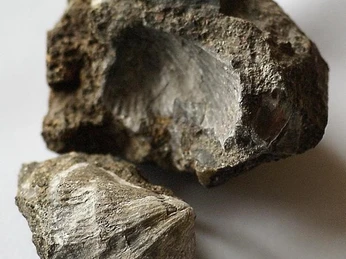 Erbsloch Spirifer Denckmanni