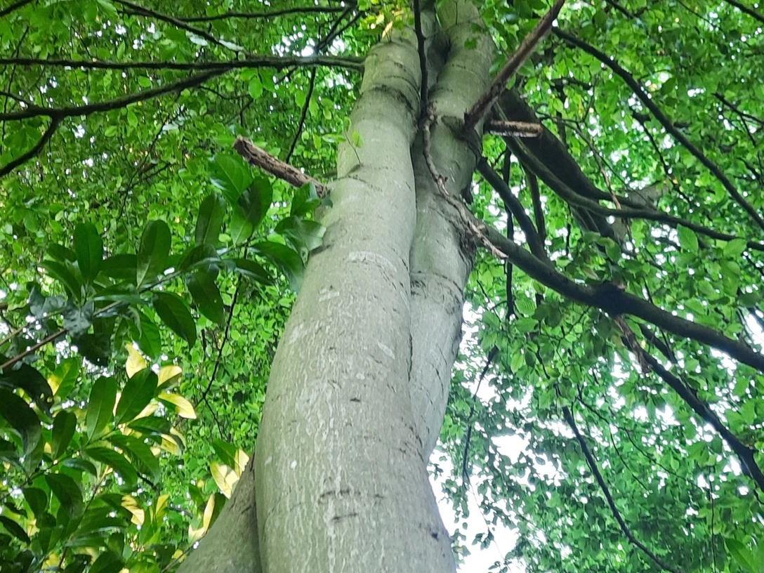 Ineinander_wachsende_Bäume