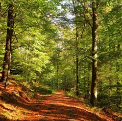 Lebenswege_2_Waldweg_quadratisch