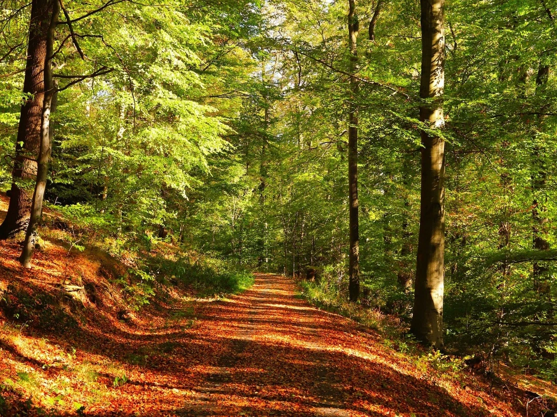 Lebenswege_2_Waldweg_quadratisch