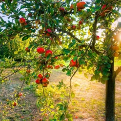 Lebenswege_3_Apfel_quadratisch.jpg